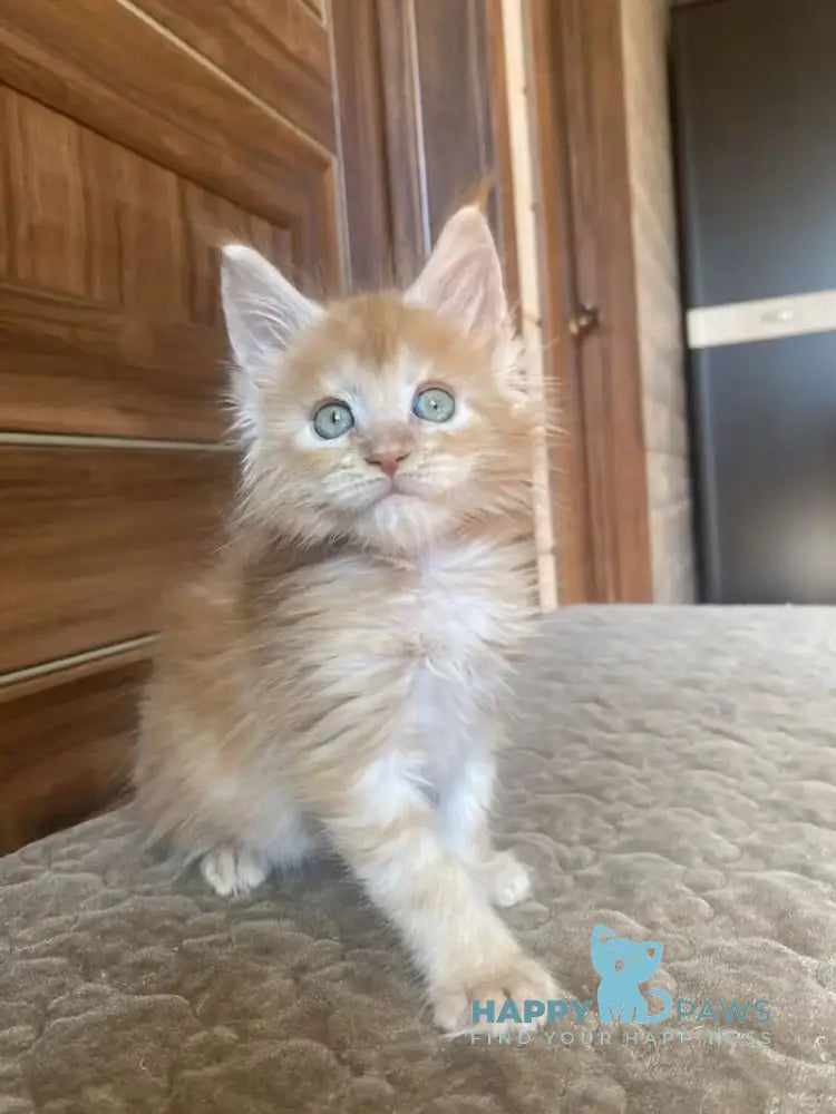 Jerri Maine Coon male red silver - live animals