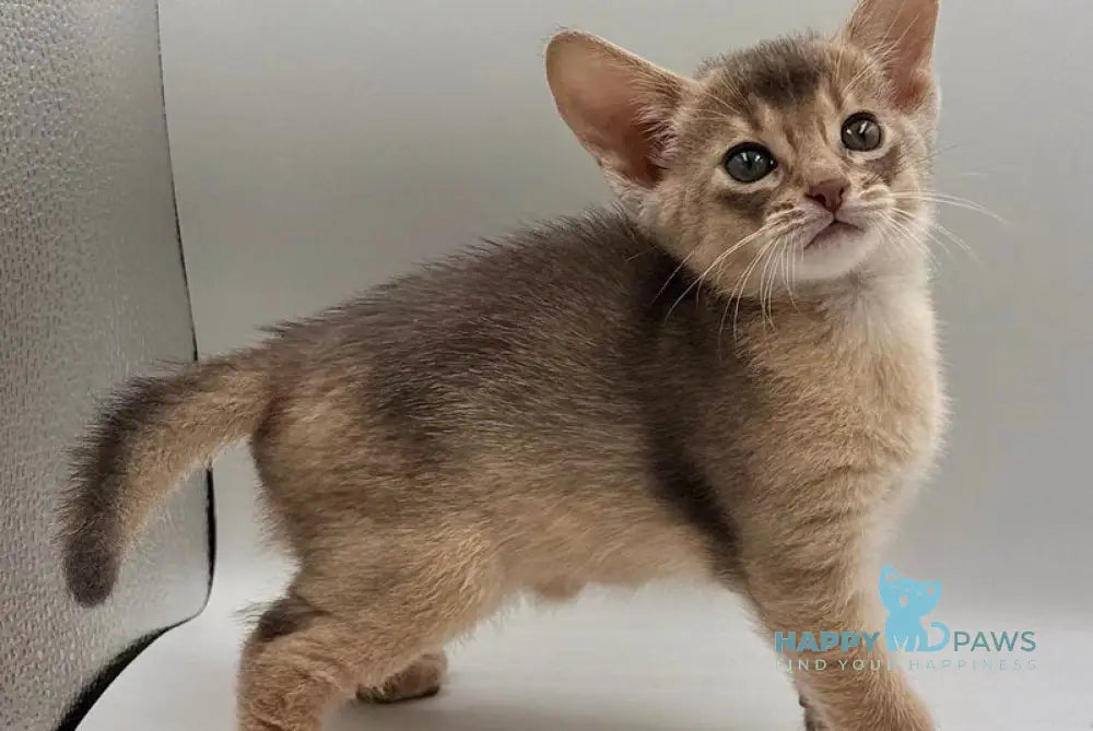 Jerry Abyssinian male blue live animals