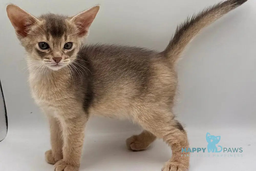 Jerry Abyssinian male blue live animals