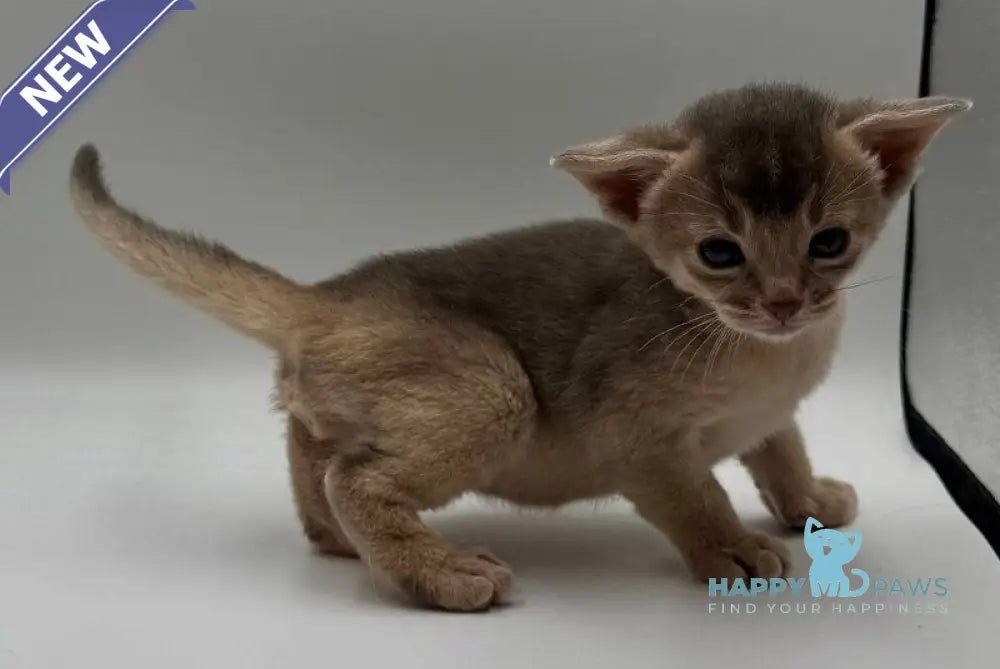 Jerry Abyssinian male blue live animals