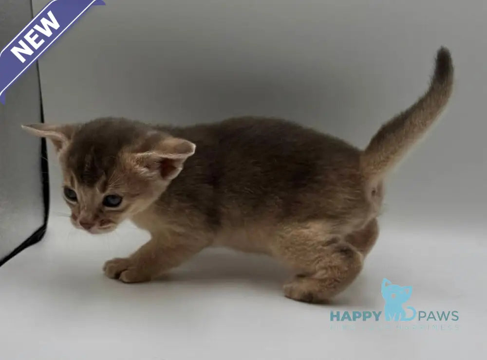 Jerry Abyssinian male blue live animals