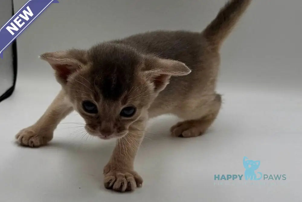 Jerry Abyssinian male blue live animals