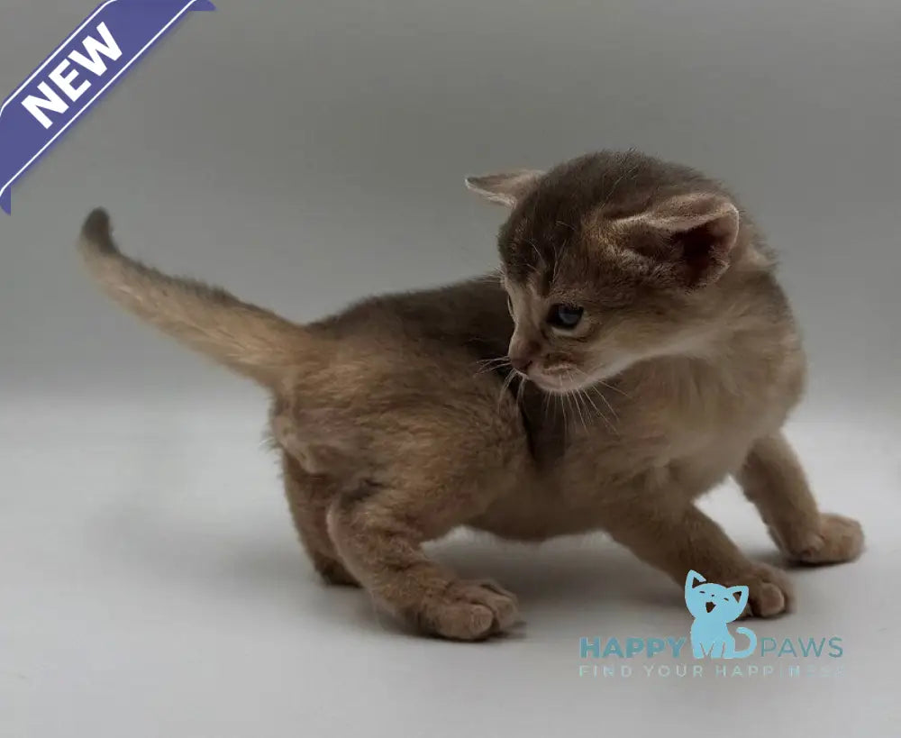 Jerry Abyssinian male blue live animals