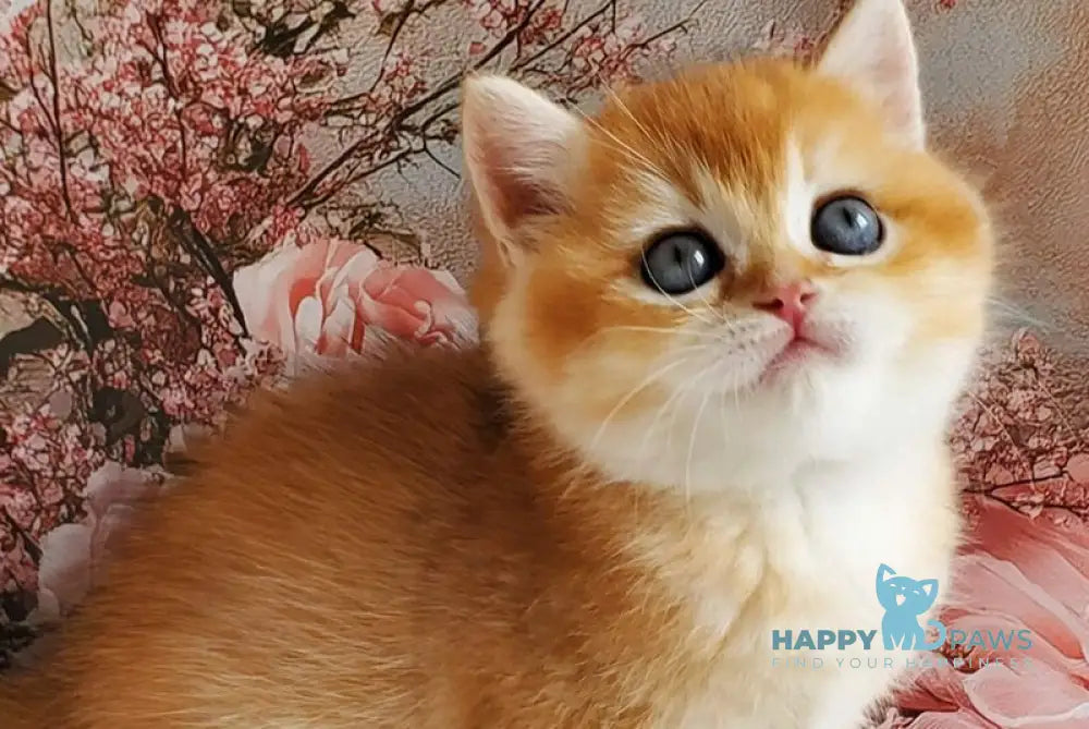 Jerry British Shorthair male black golden shaded live animals