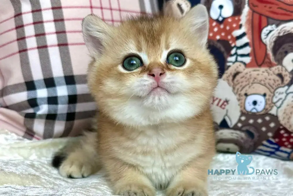 Jerry British Shorthair male black golden shaded live animals