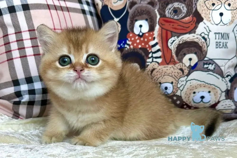 Jerry British Shorthair male black golden shaded live animals