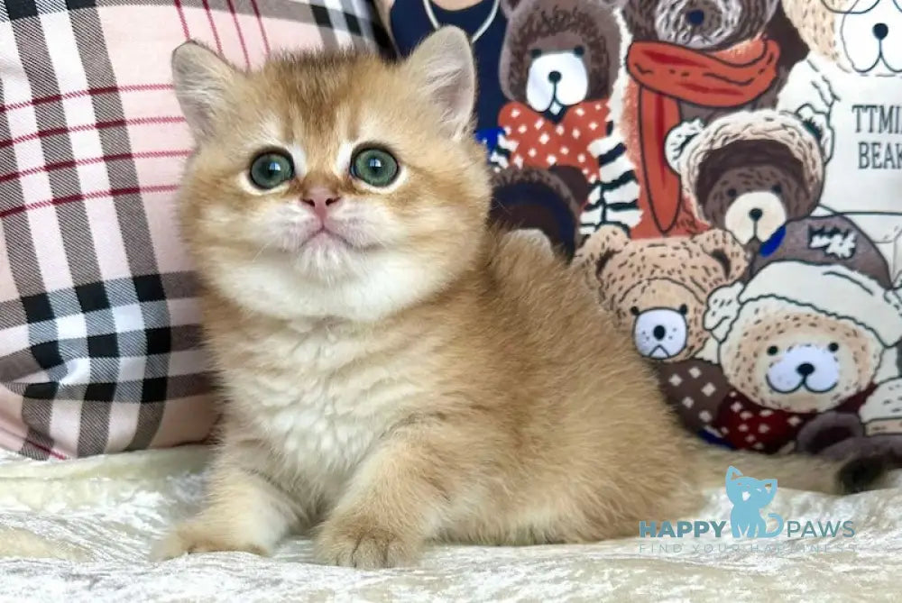 Jerry British Shorthair male black golden shaded live animals