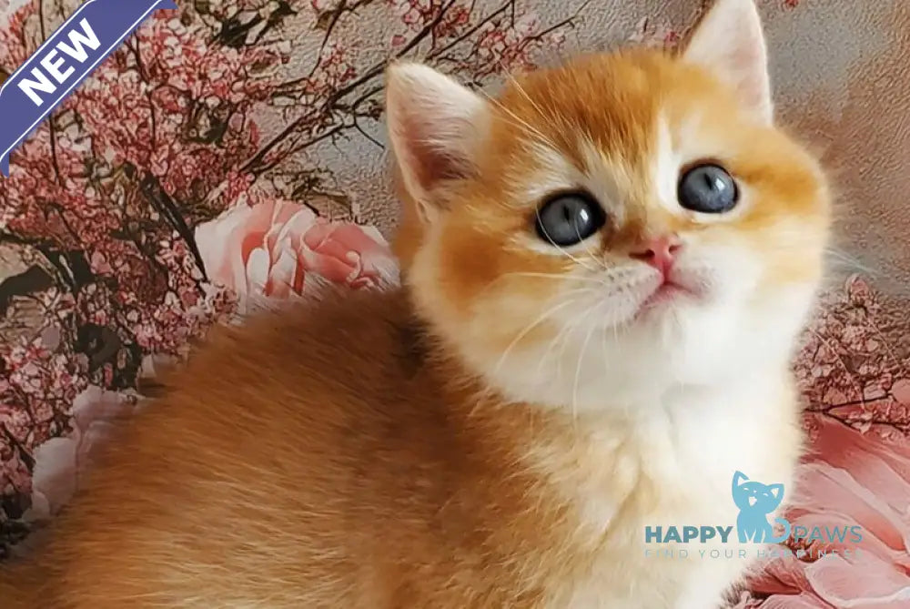 Jerry British Shorthair male black golden shaded live animals