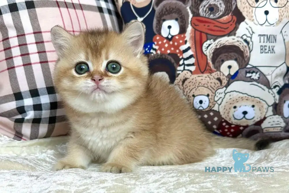 Jerry British Shorthair male black golden shaded live animals