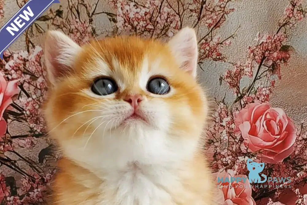 Jerry British Shorthair male black golden shaded live animals