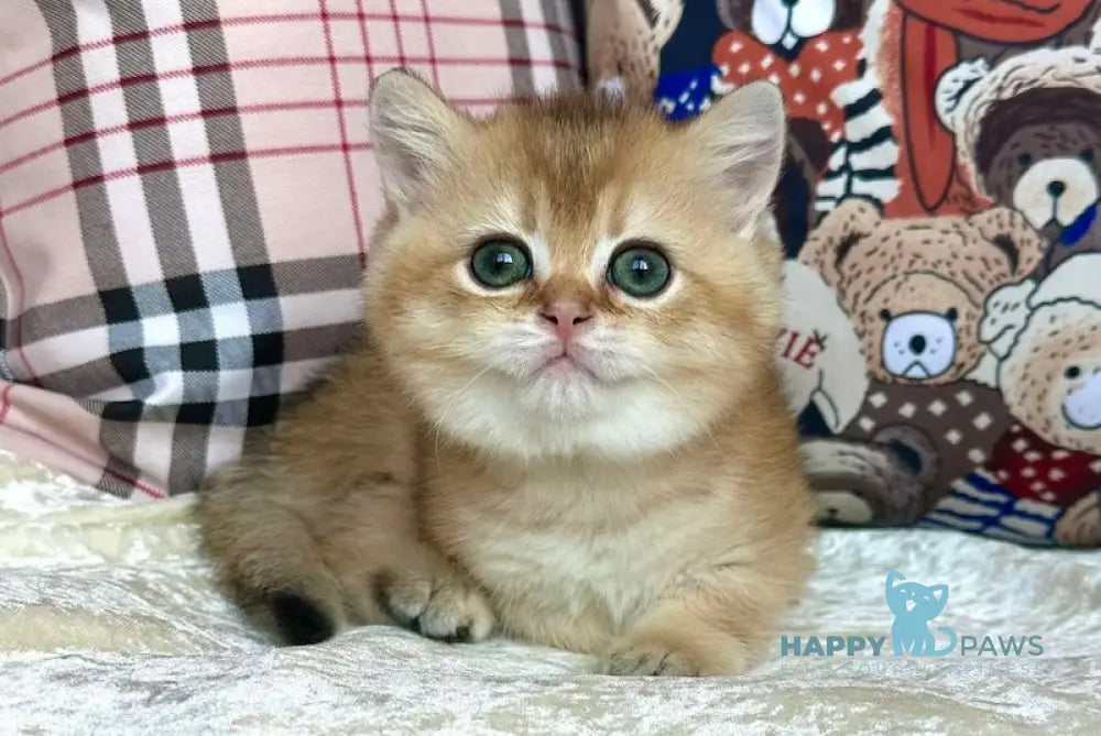 Jerry British Shorthair male black golden shaded live animals