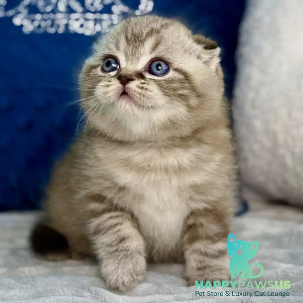 Jerry Scottish Fold male chocolate tabby pointed - live animals