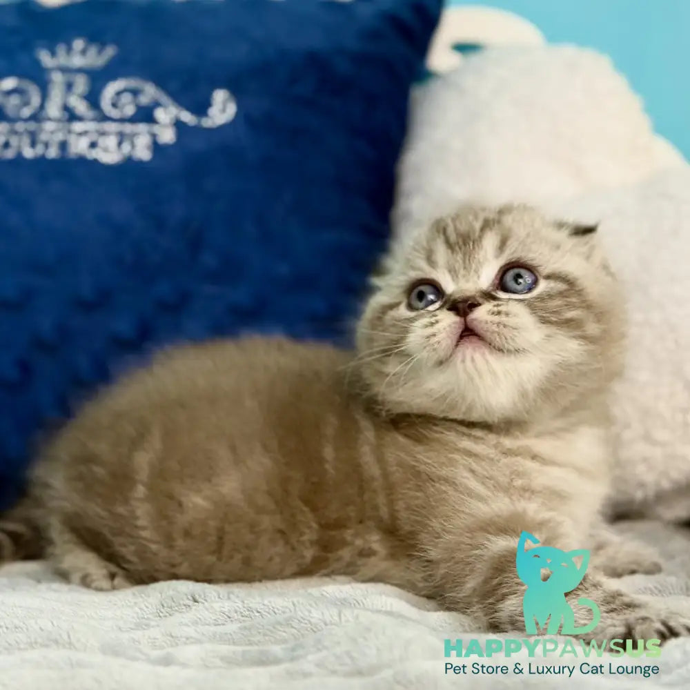 Jerry Scottish Fold male chocolate tabby pointed - live animals