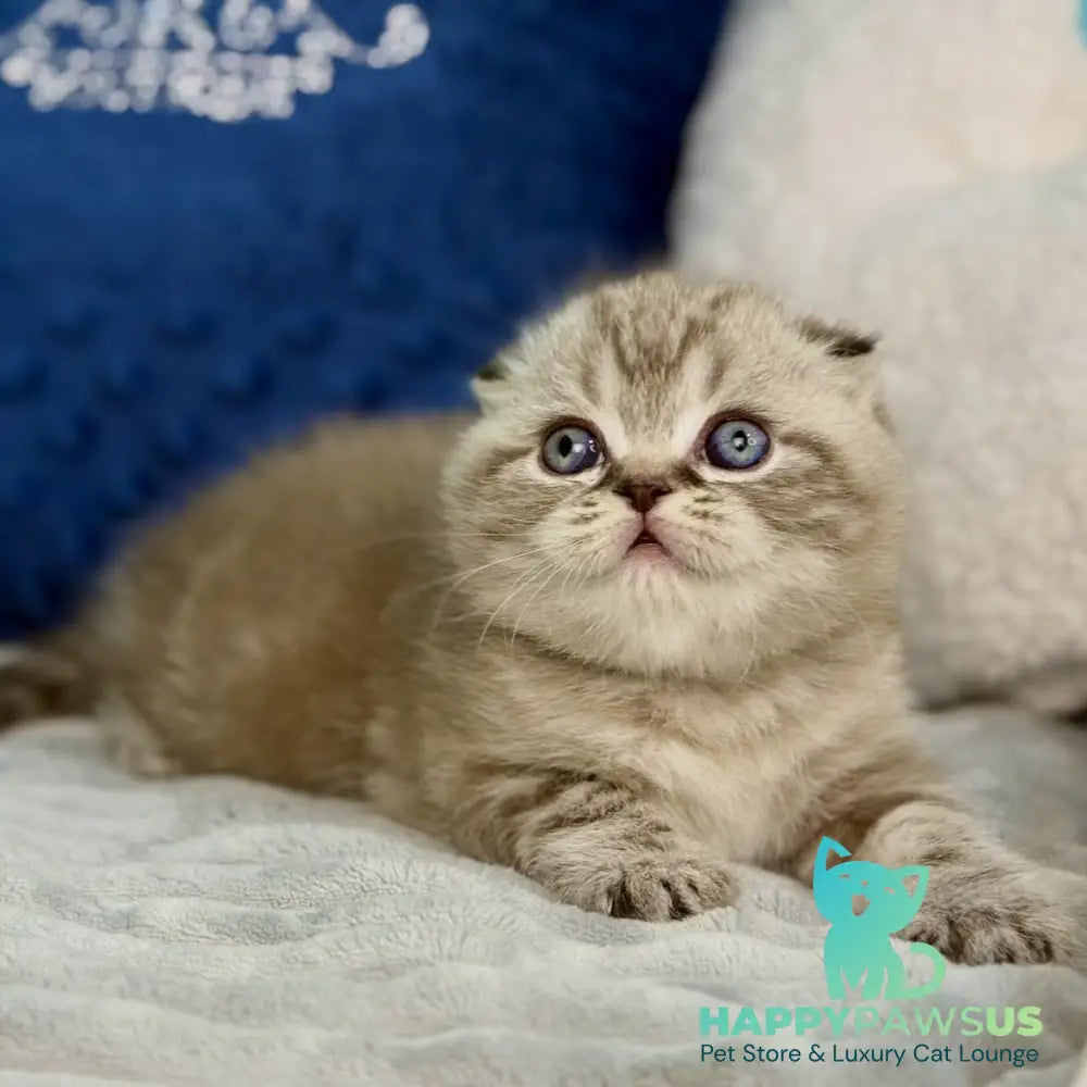Jerry Scottish Fold male chocolate tabby pointed - live animals