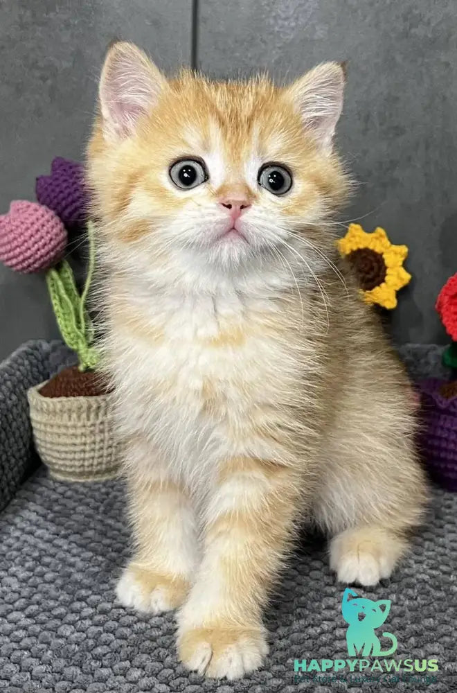 Jerry Scottish Straight male black golden spotted tabby live animals