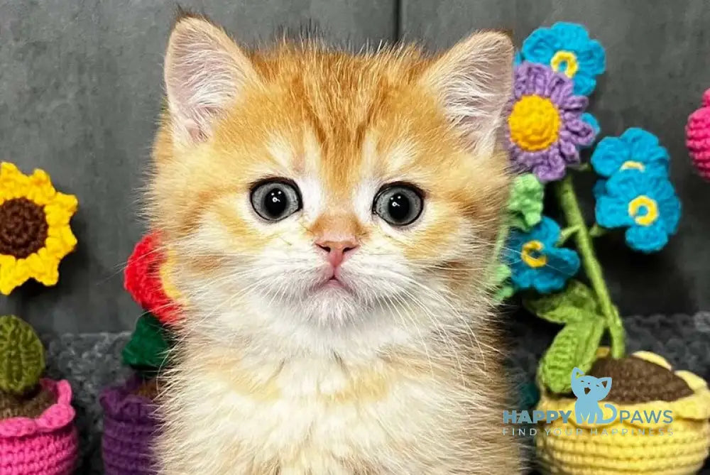 Jerry Scottish Straight male black golden spotted tabby live animals
