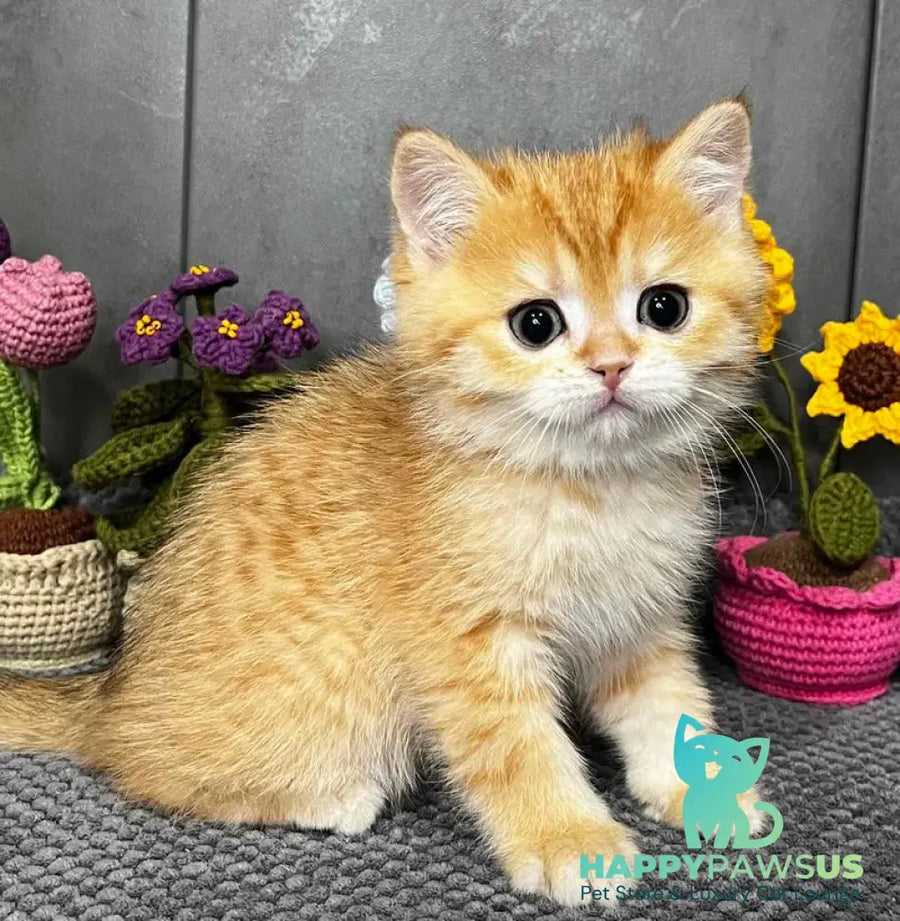 Jerry Scottish Straight male black golden spotted tabby live animals