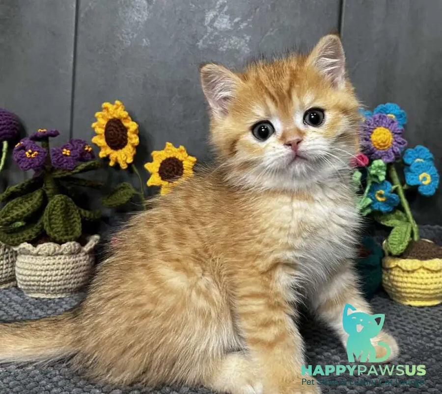 Jerry Scottish Straight male black golden spotted tabby live animals