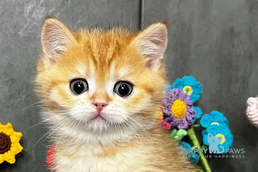 Jerry Scottish Straight male black golden spotted tabby live animals
