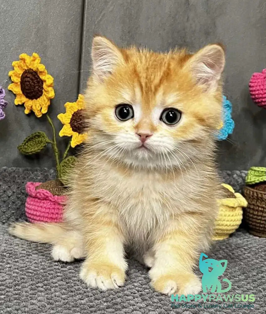 Jerry Scottish Straight male black golden spotted tabby live animals