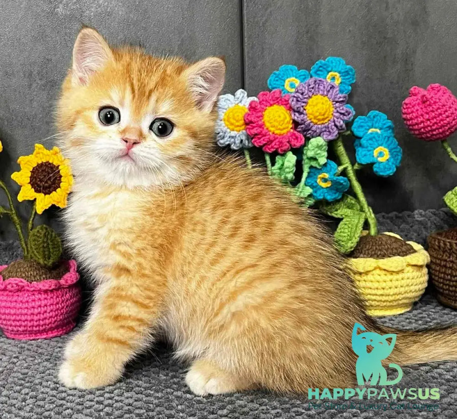 Jerry Scottish Straight male black golden spotted tabby live animals