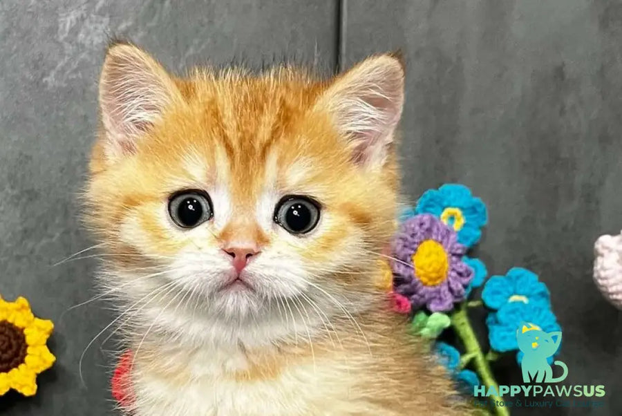 Jerry Scottish Straight male black golden spotted tabby live animals