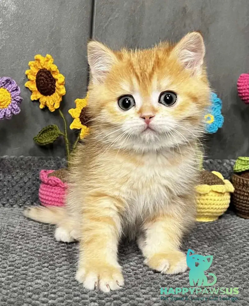 Jerry Scottish Straight male black golden spotted tabby live animals