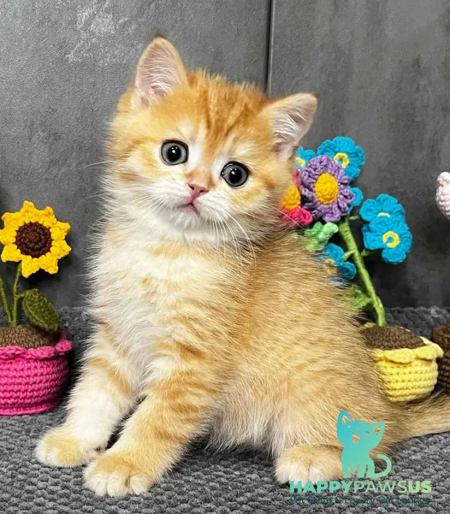 Jerry Scottish Straight male black golden spotted tabby live animals
