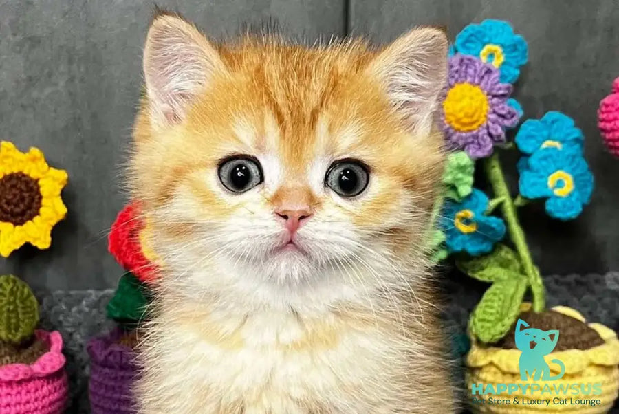 Jerry Scottish Straight male black golden spotted tabby live animals