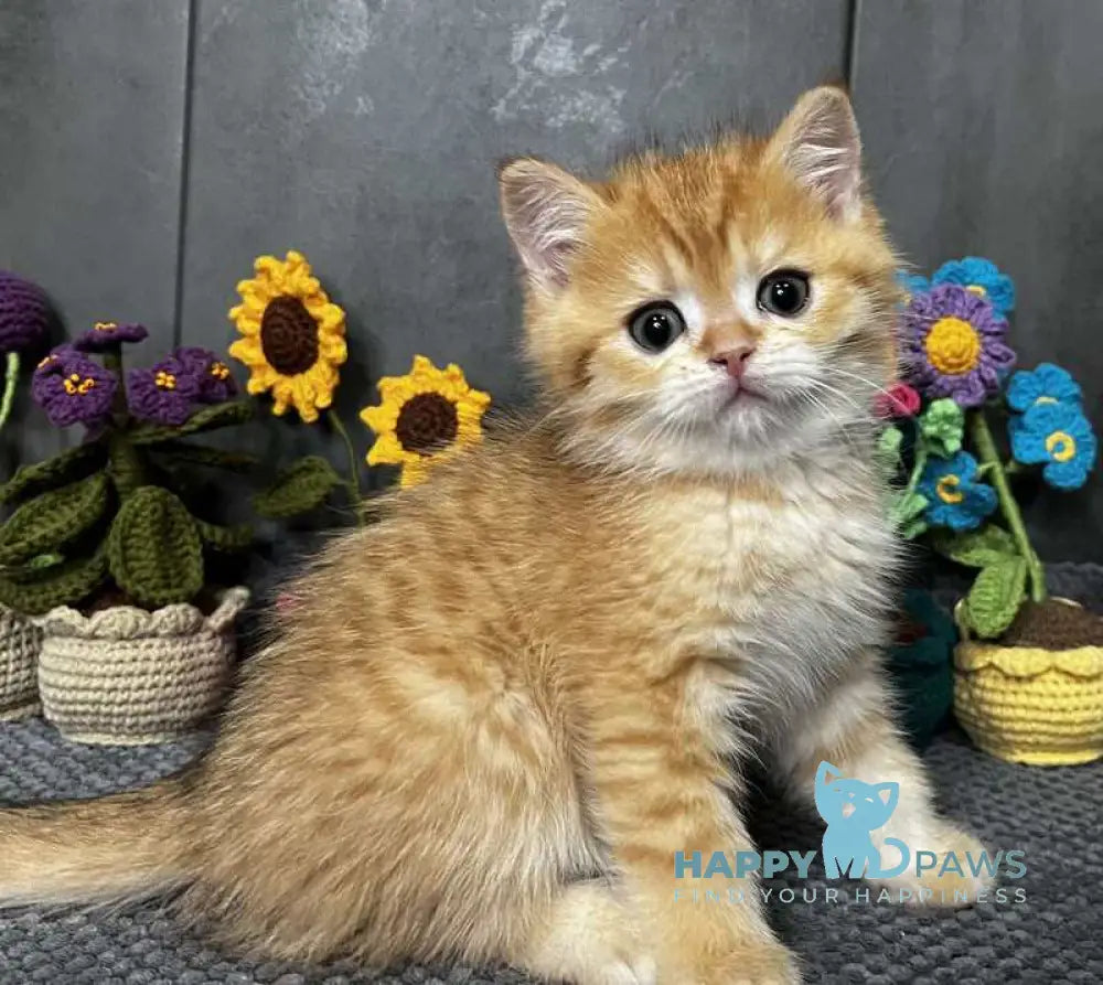 Jerry Scottish Straight male black golden spotted tabby live animals