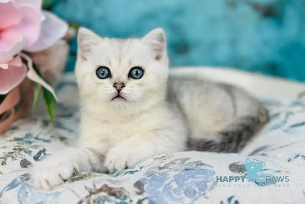 Jerry Scottish Straight male black silver tabby live animals