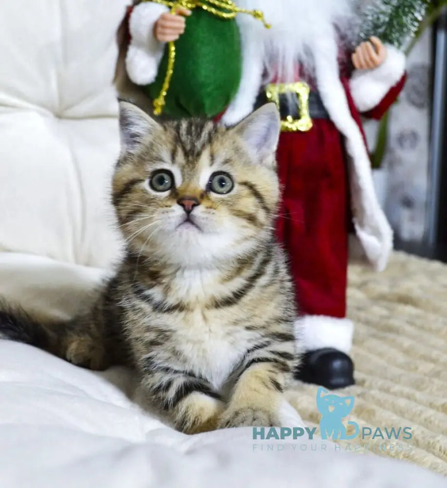 Jerry Scottish Straight male black tabby live animals