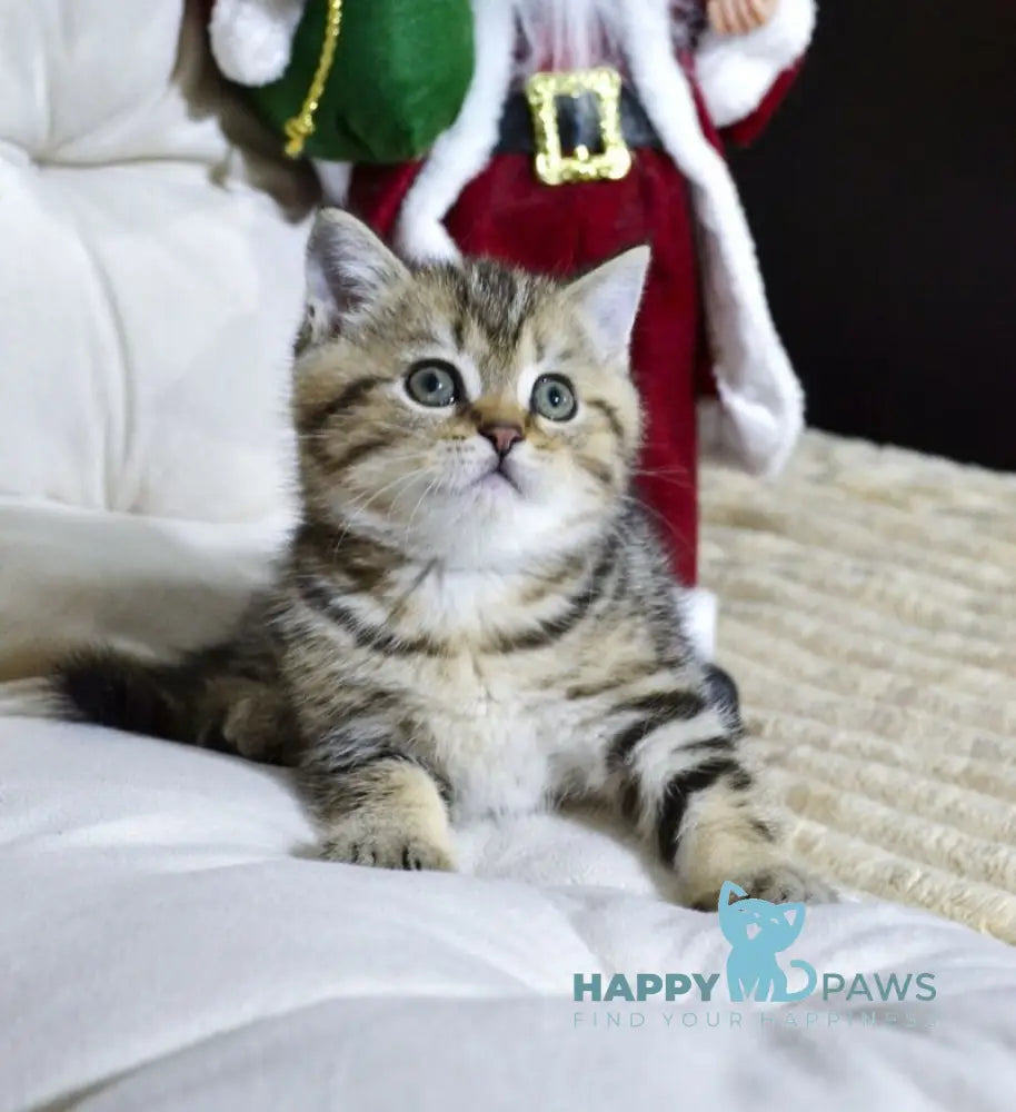 Jerry Scottish Straight male black tabby live animals