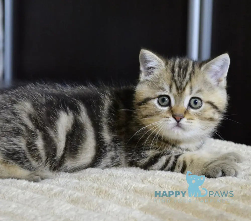 Jerry Scottish Straight male black tabby live animals