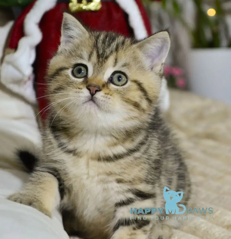 Jerry Scottish Straight male black tabby live animals