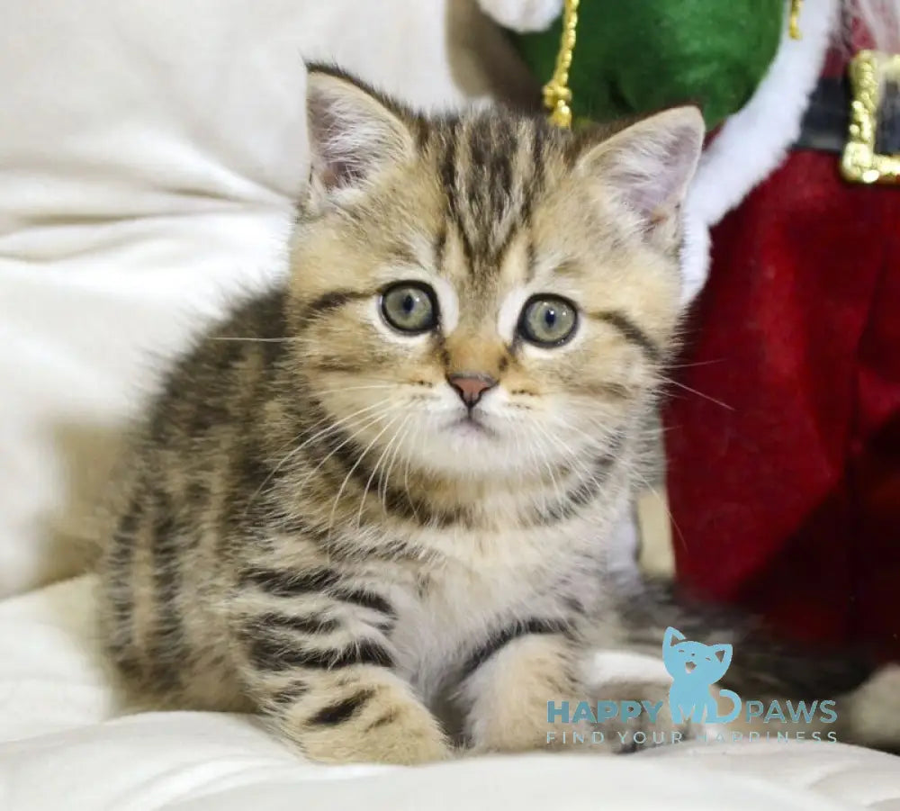 Jerry Scottish Straight male black tabby live animals