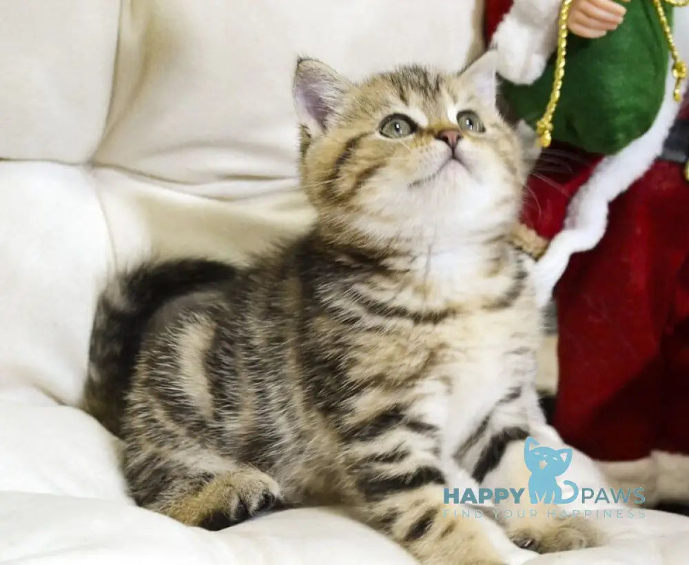 Jerry Scottish Straight male black tabby live animals