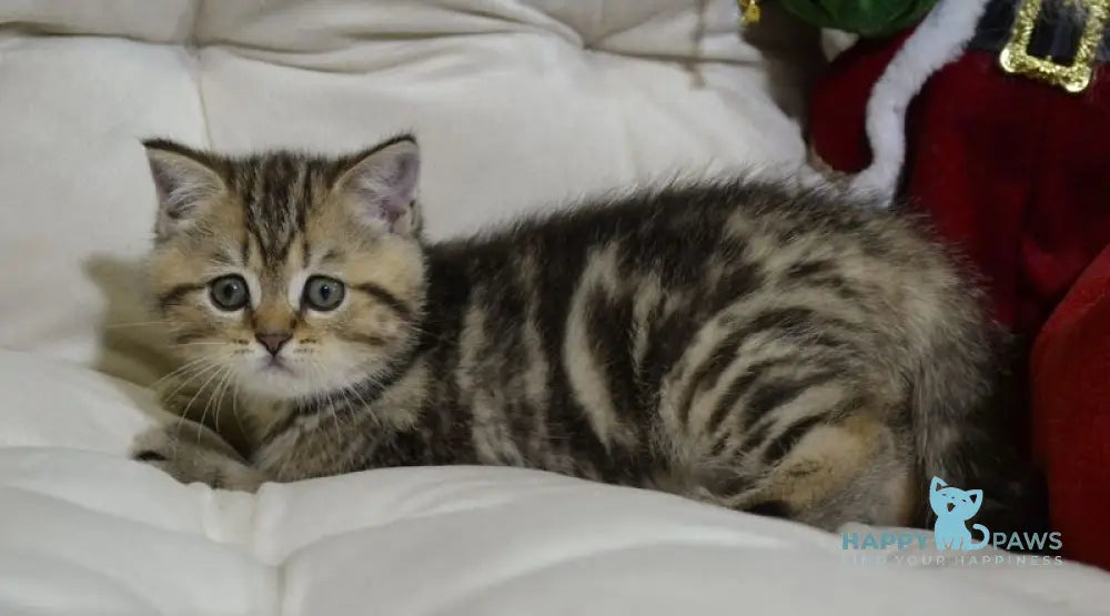 Jerry Scottish Straight male black tabby live animals