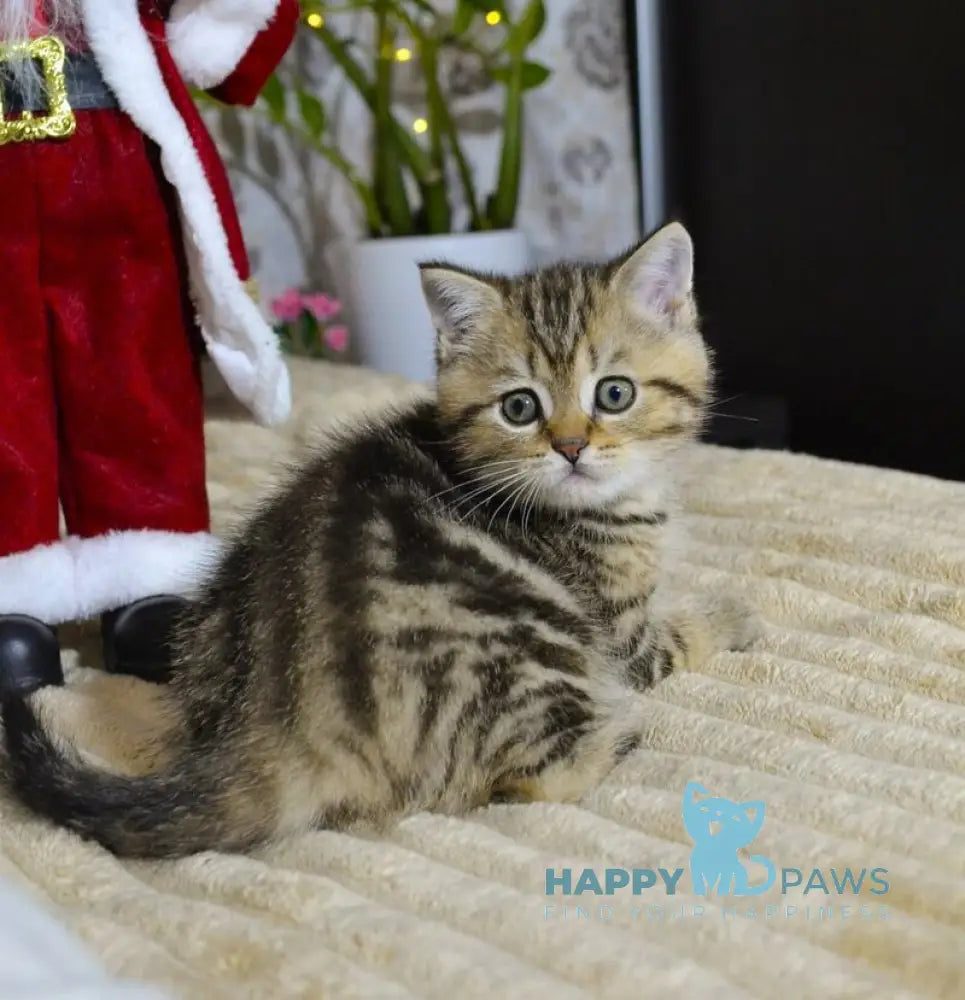 Jerry Scottish Straight male black tabby live animals