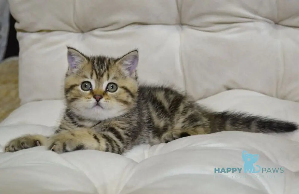 Jerry Scottish Straight male black tabby live animals