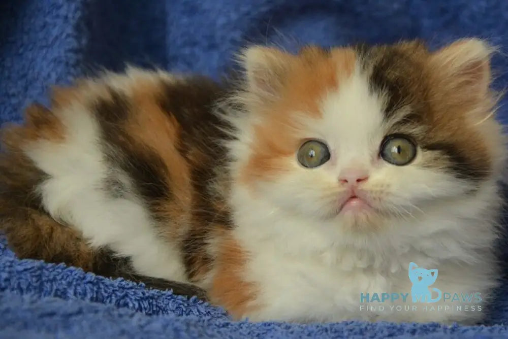 Jersey Scottish Straight female black tortie tabby bicolour live animals