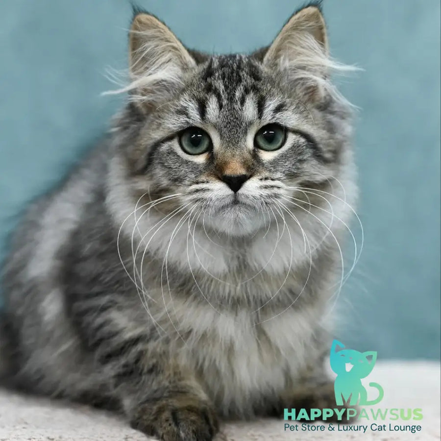 Jersi Siberian female black spotted tabby - live animals