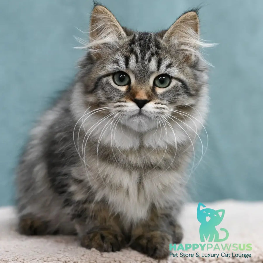 Jersi Siberian female black spotted tabby - live animals