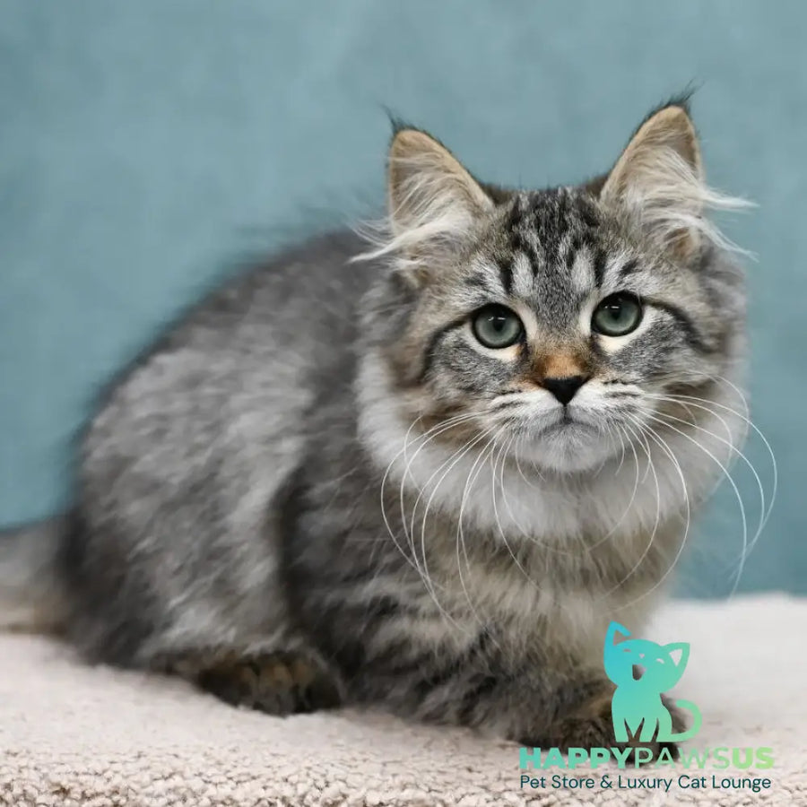 Jersi Siberian female black spotted tabby - live animals