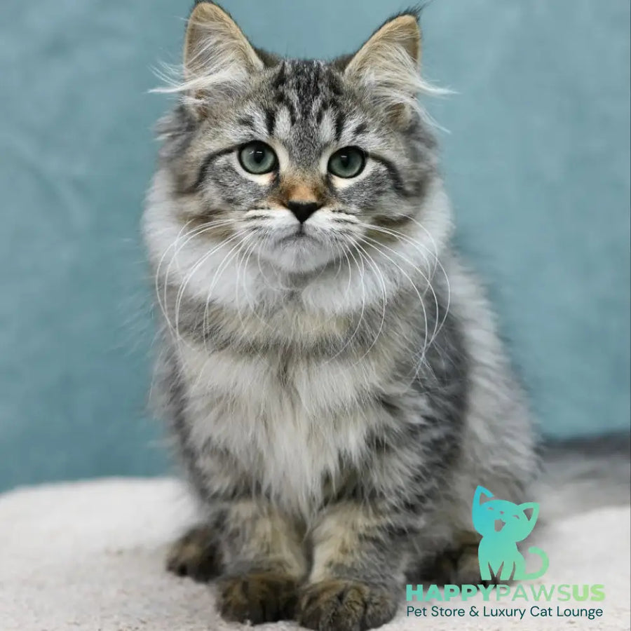 Jersi Siberian female black spotted tabby - live animals