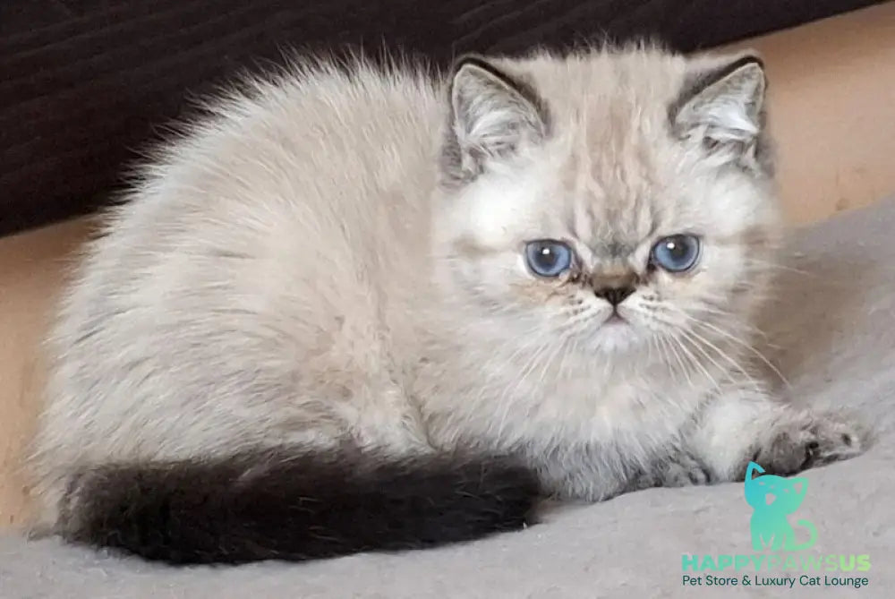 Jery Exotic female black tabby pointed - live animals
