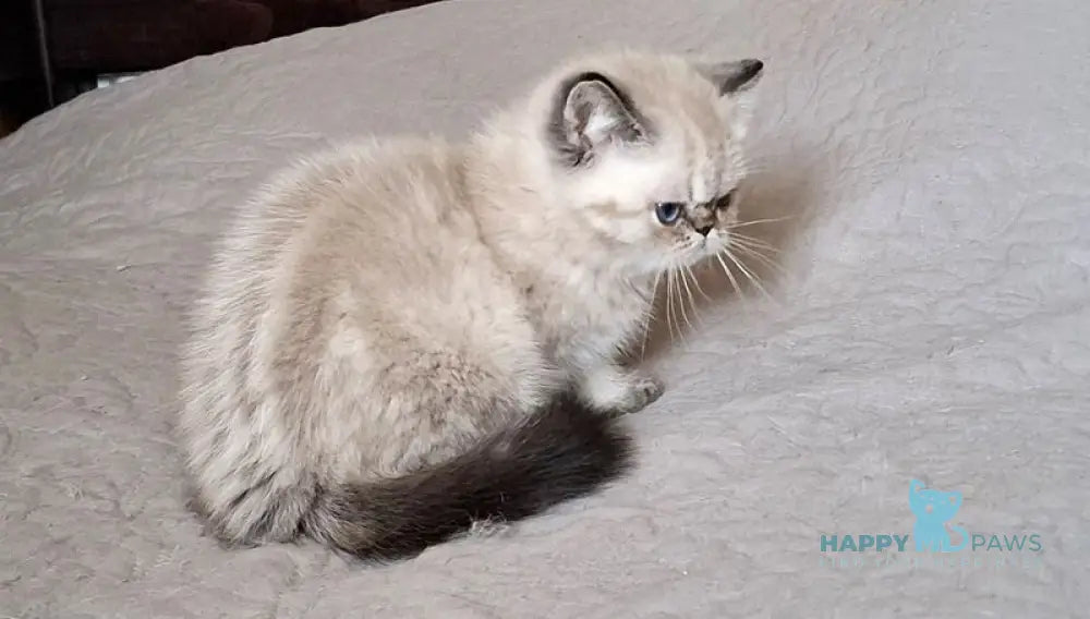 Jery Exotic female black tabby pointed - live animals