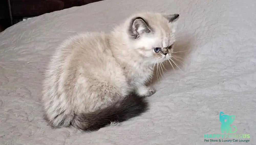 Jery Exotic female black tabby pointed - live animals