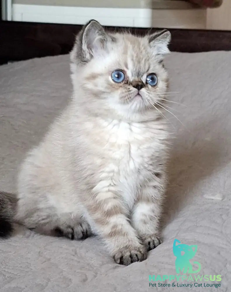 Jery Exotic female black tabby pointed - live animals