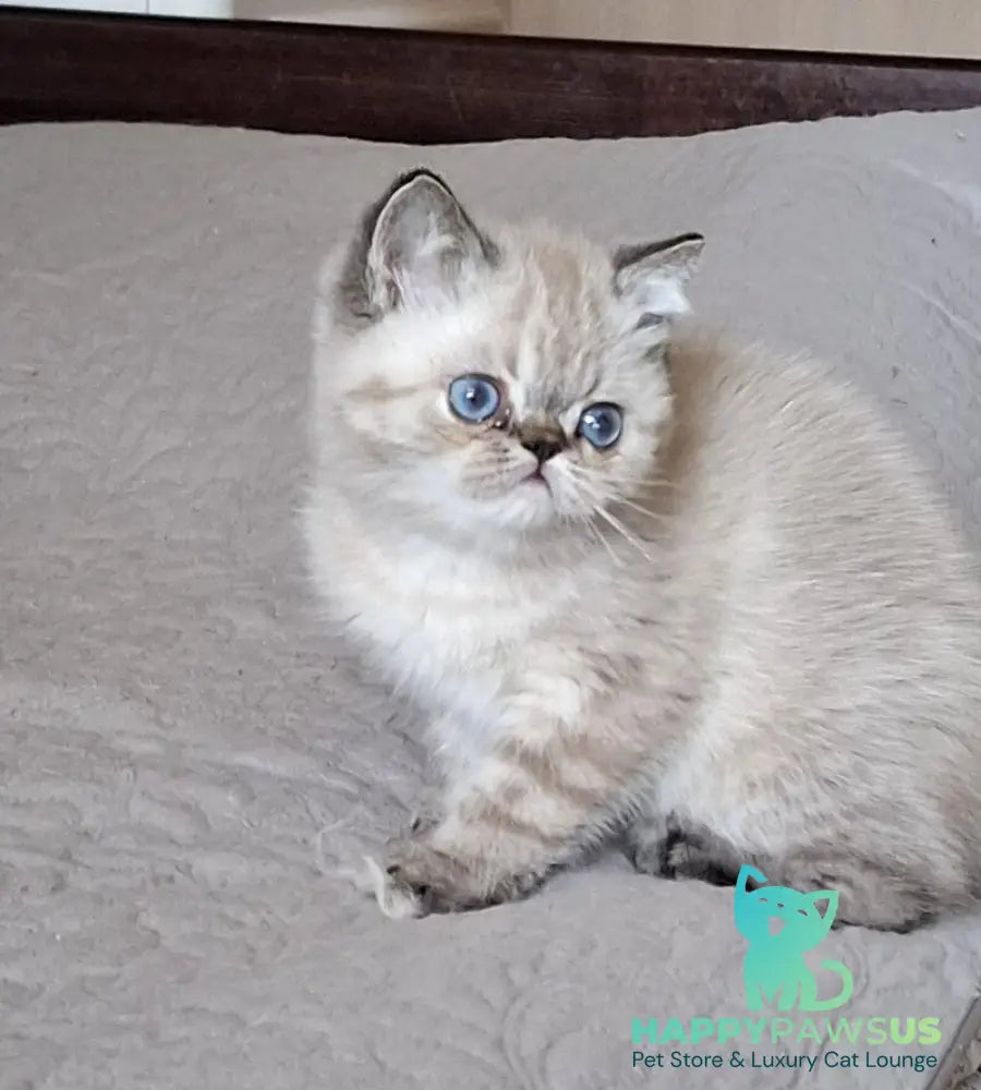 Jery Exotic female black tabby pointed - live animals